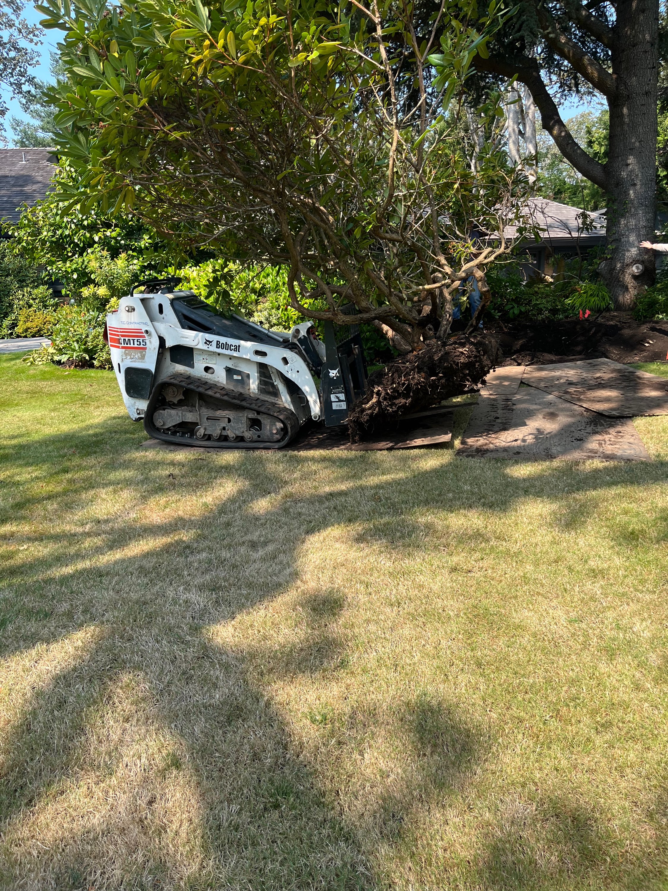 Shrub removal — 120 feet of hedging cleared