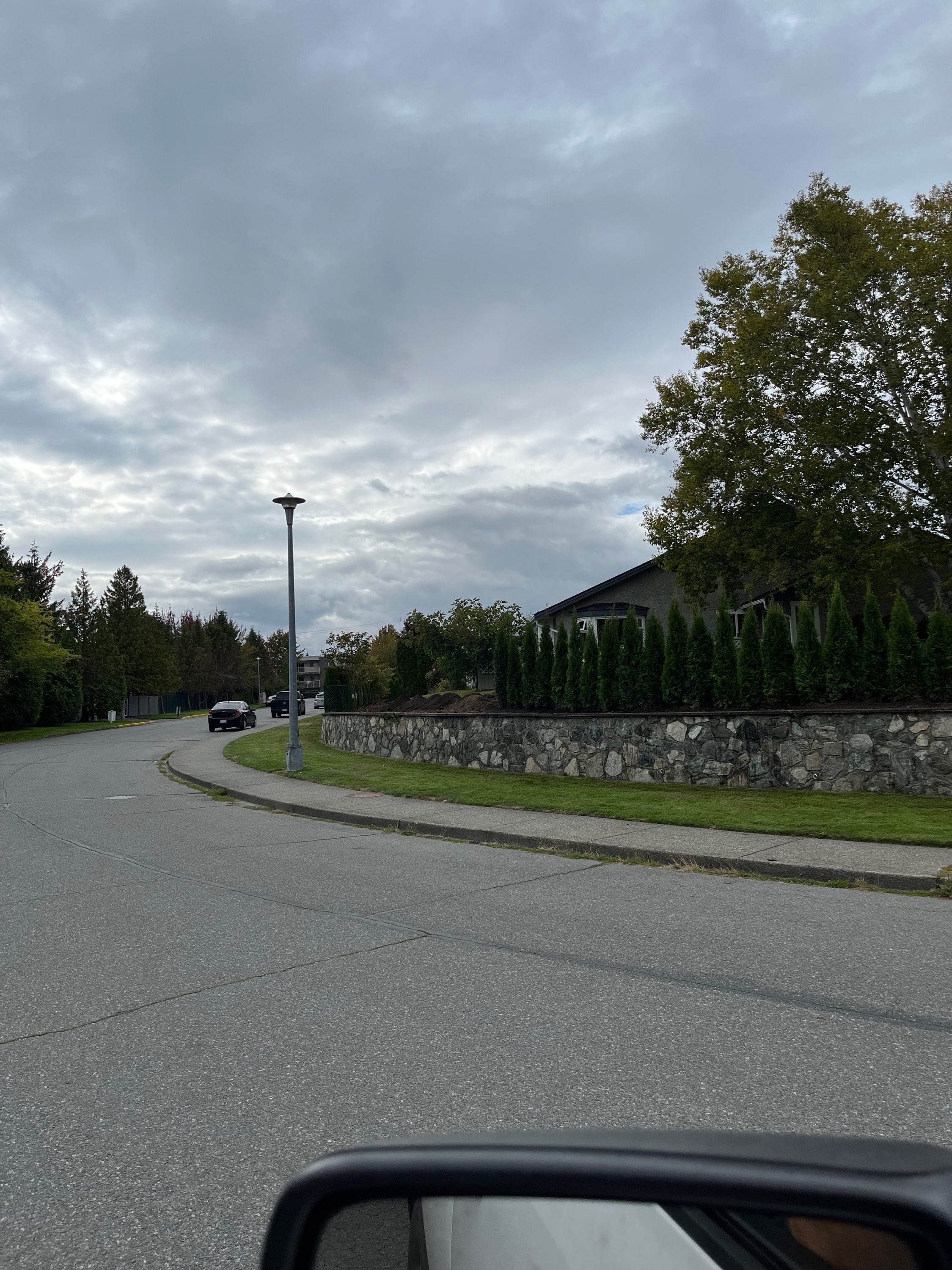 Carefully transplanting laurel shrubs on property